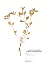 藏品(滿天星)的圖片